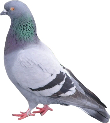 pigeon_large.jpg